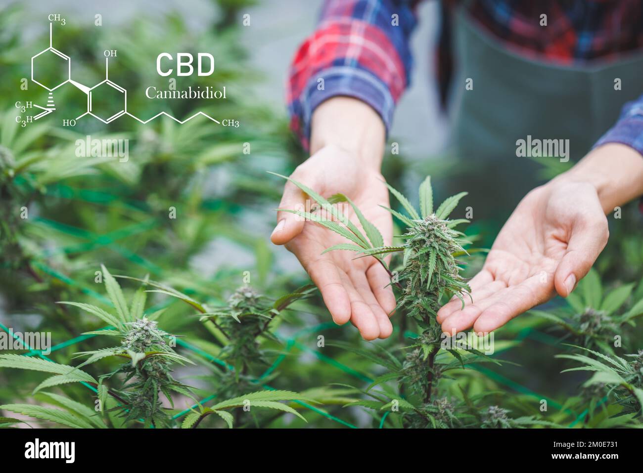 Therapeutic plants hires stock photography and images Alamy