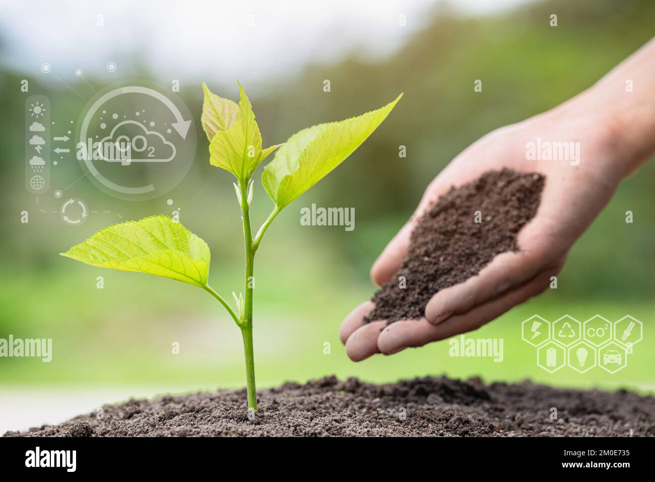 Fertile soil in the hand where the plant is being planted. Technology of renewable resources to reduce pollution. Forest conservation concept. Environ Stock Photo