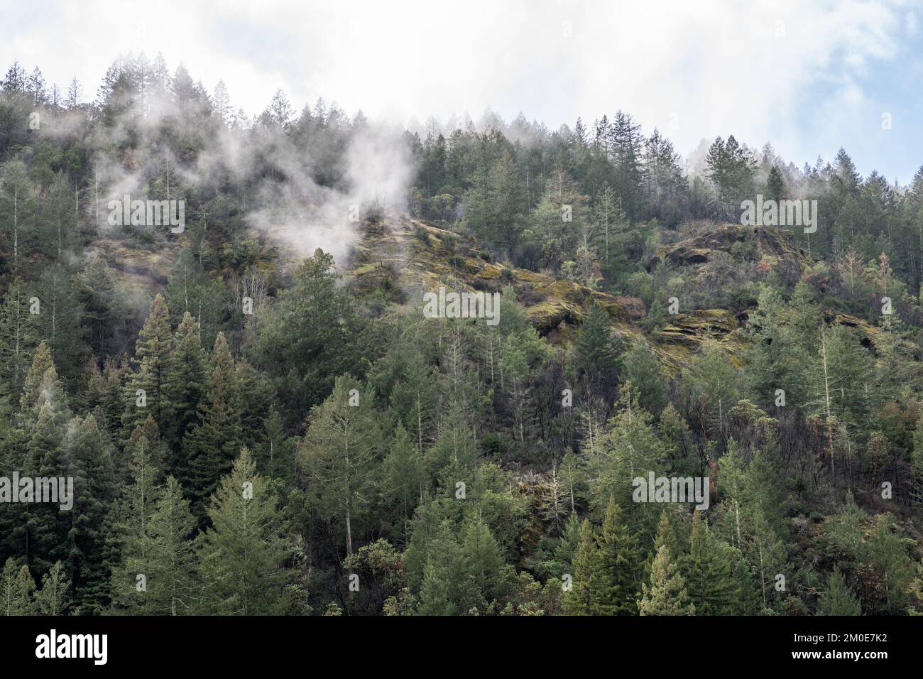 A foggy mountainside densely covered in douglas firs in Northern California, USA, North America. Stock Photo