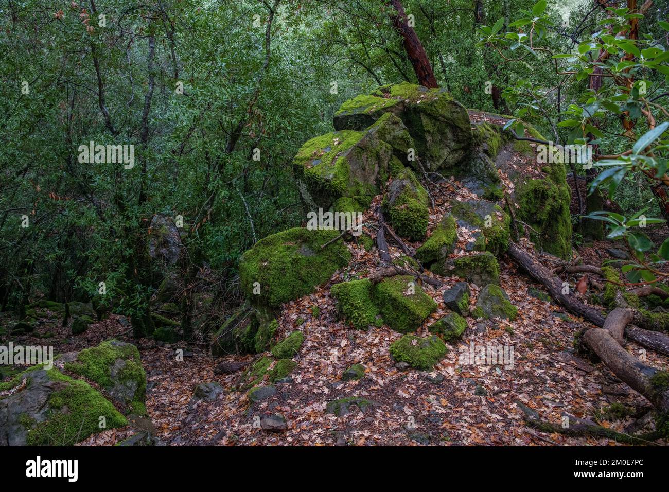 A moss covered rock formation in Sugarloaf ridge state park in ...