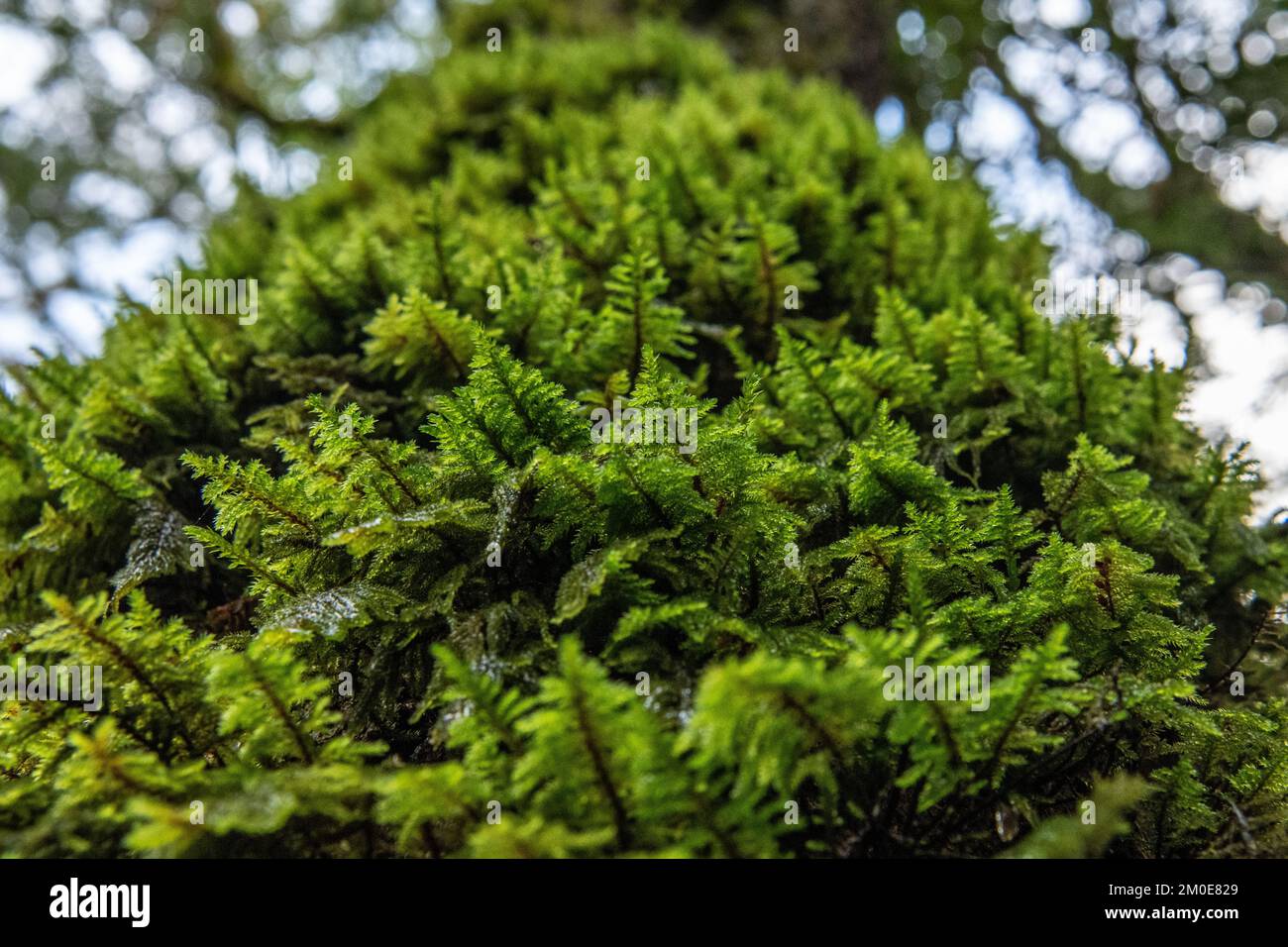 A mossy tree trunk in Sugarload ridge state park in California, USA. Stock Photo