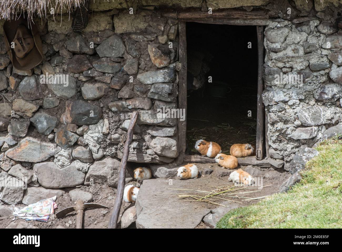Domestic guinea pigs (Cavia porcellus) crowd in the doorway of a stone hut in the Andes where they are livestock being raised for food. Stock Photo
