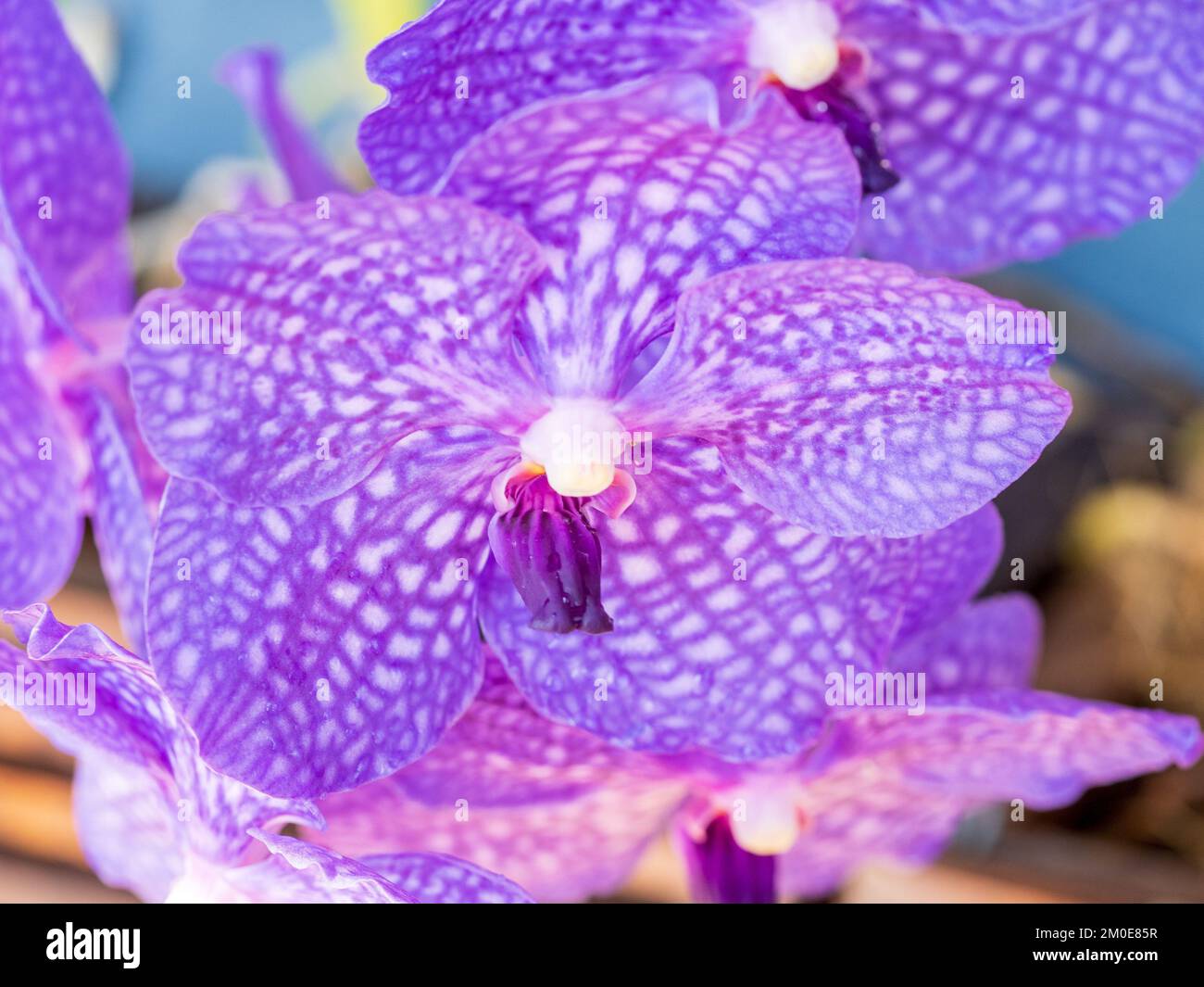 Australian blue orchids hi-res stock photography and images - Alamy