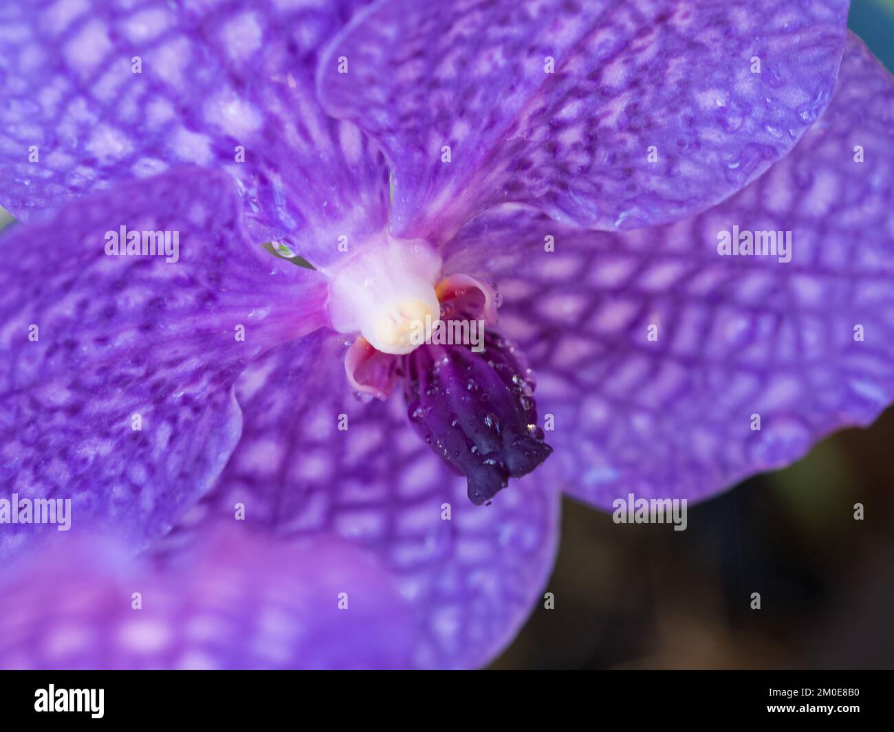 Closeup Divine Orchid Flowers, Vanda Orchids, Somsri Glory Blue, Purple flower White spots Blooming in a Sub Tropical Australian Coastal Garden Stock Photo