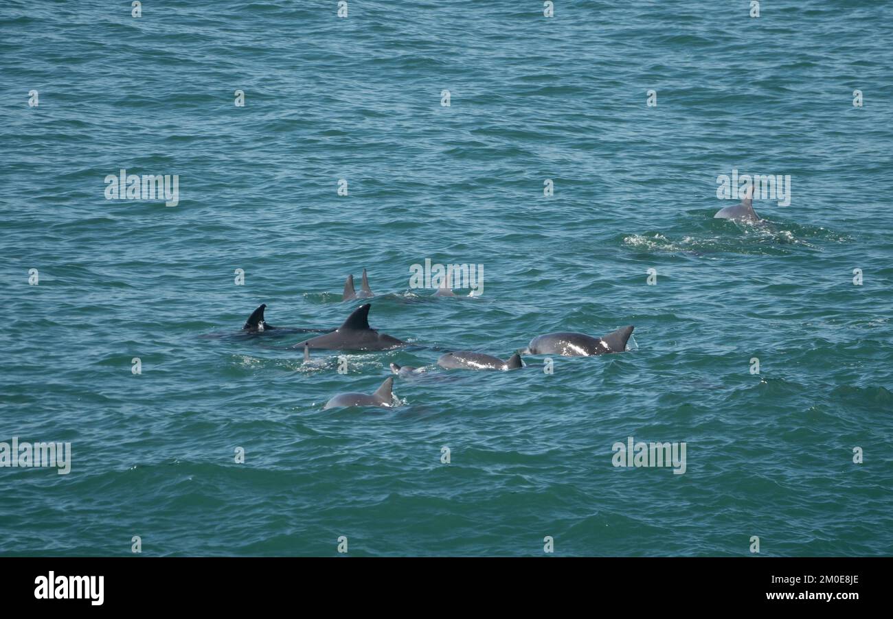 A pod of wild Bottlenose Dolphins swimming and playing around together ...