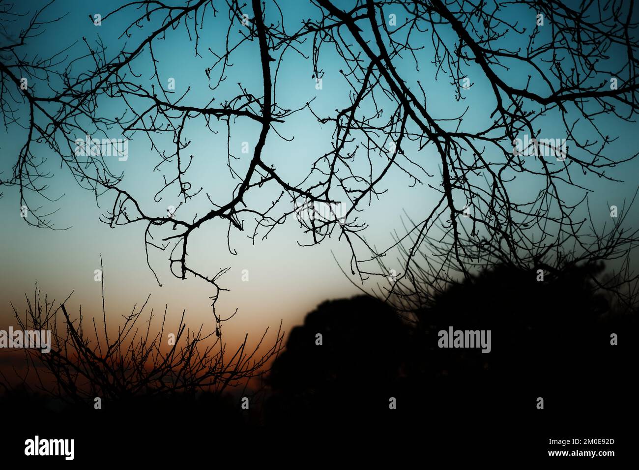 Dense silhouette of trees hi-res stock photography and images - Alamy