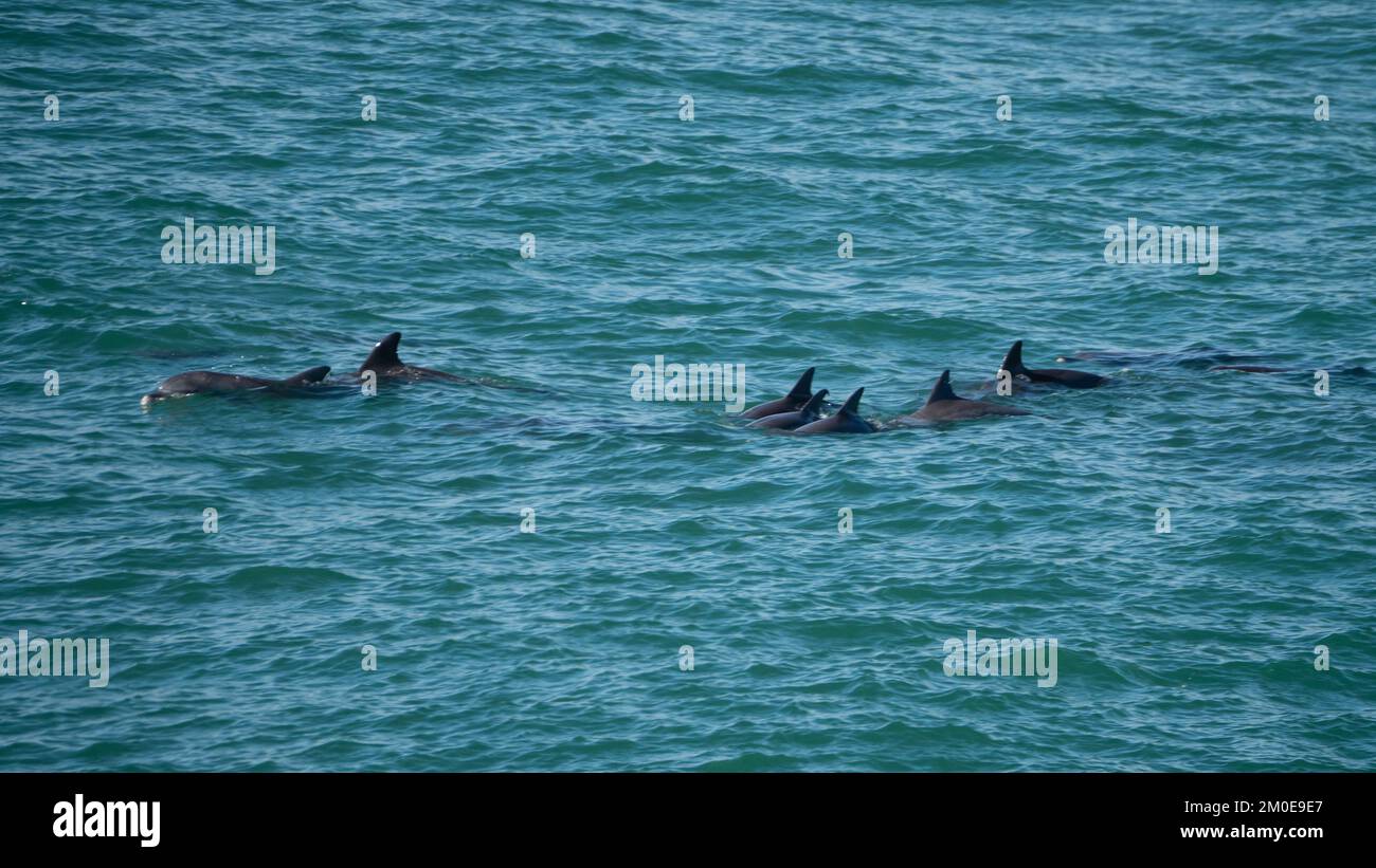 A pod of wild Bottlenose Dolphins swimming and playing around in the ...