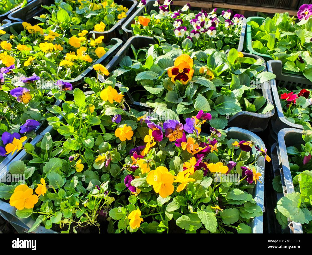 Pansy seedlings hires stock photography and images Alamy