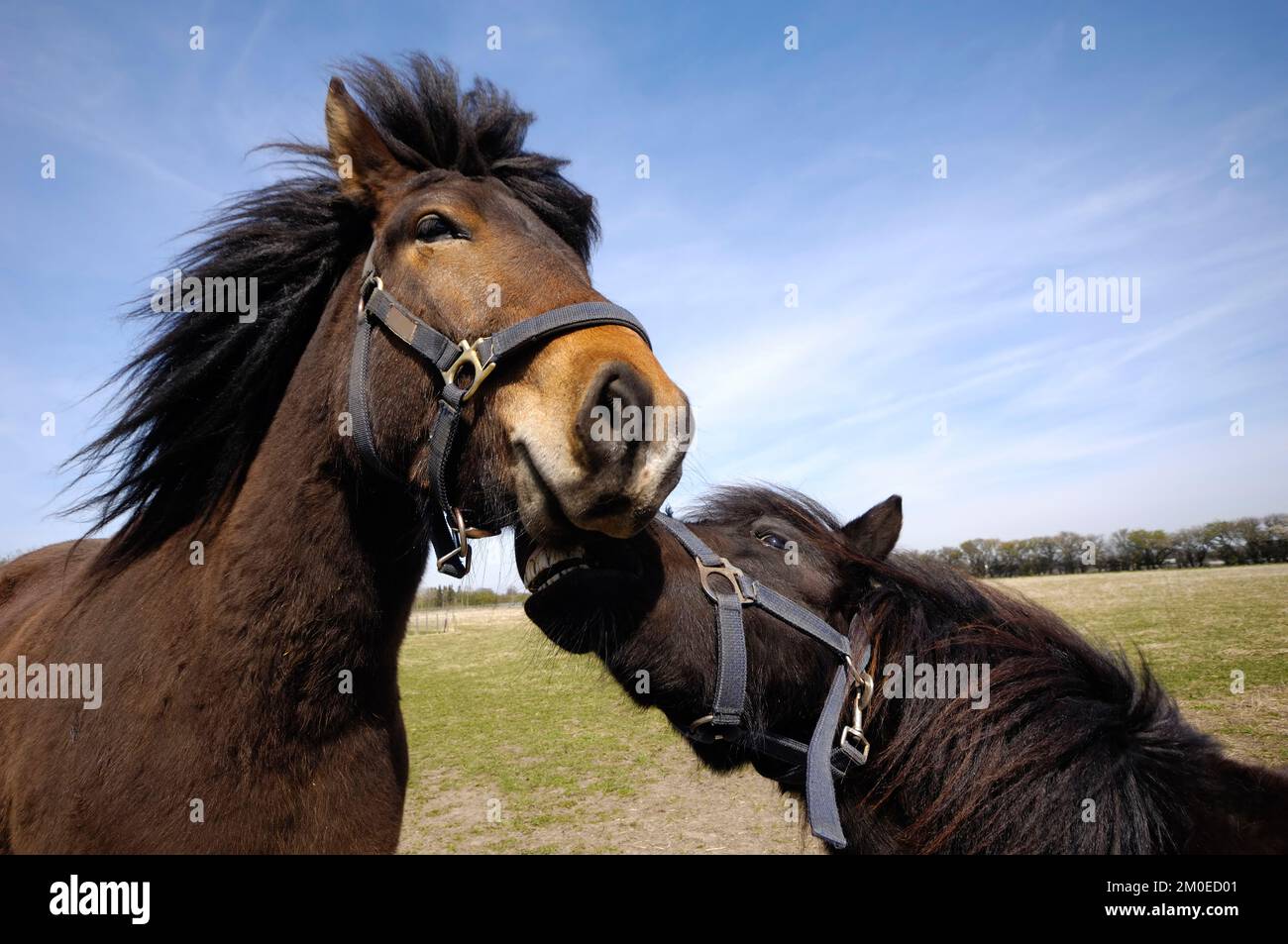 Sad and angry horses. One horse is bitting the other horse Stock Photo