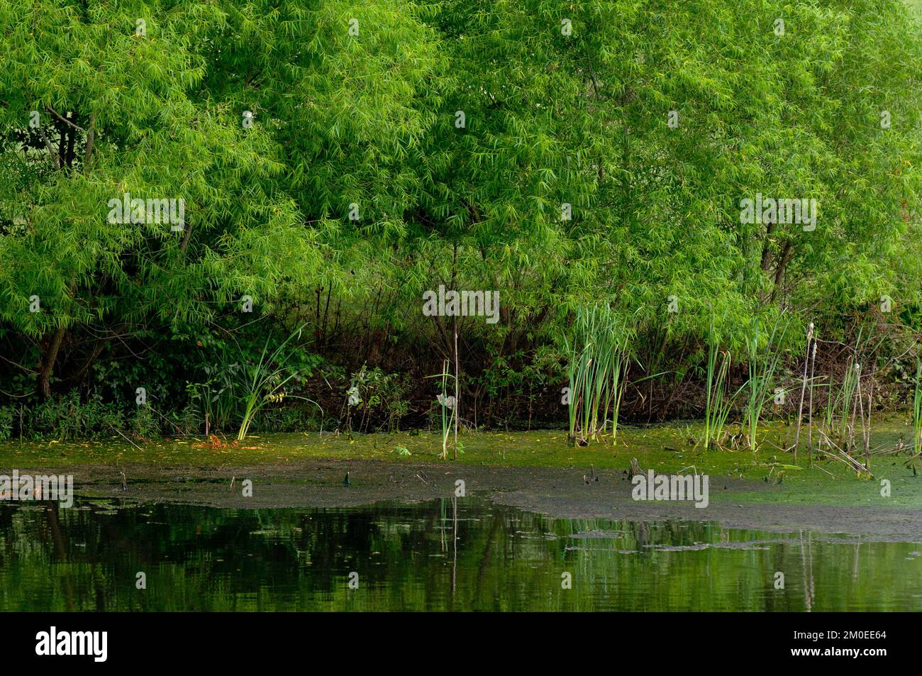 Phosphorus pollution river hi-res stock photography and images - Alamy