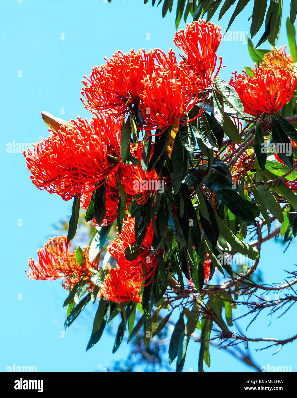 Flowers, Queensland Tree Waratah in vibrant brilliant flaming red bloom, flowering trees, blue sky background, Australia Stock Photo
