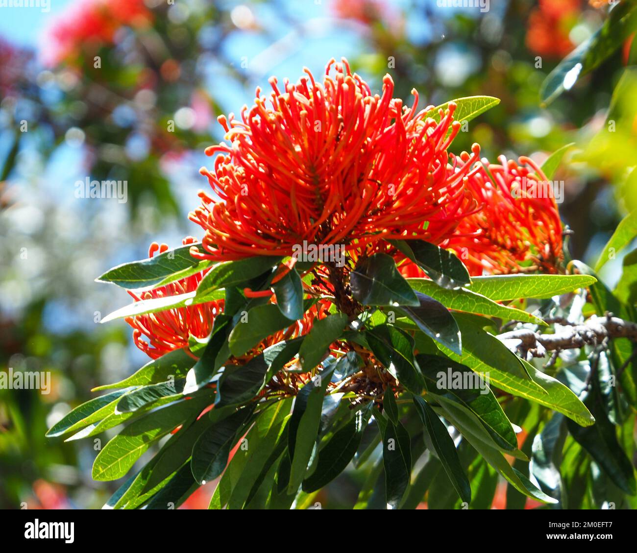 Flowers, Queensland Tree Waratah in vibrant brilliant flaming red bloom, flowering trees, blue sky background, Australia Stock Photo