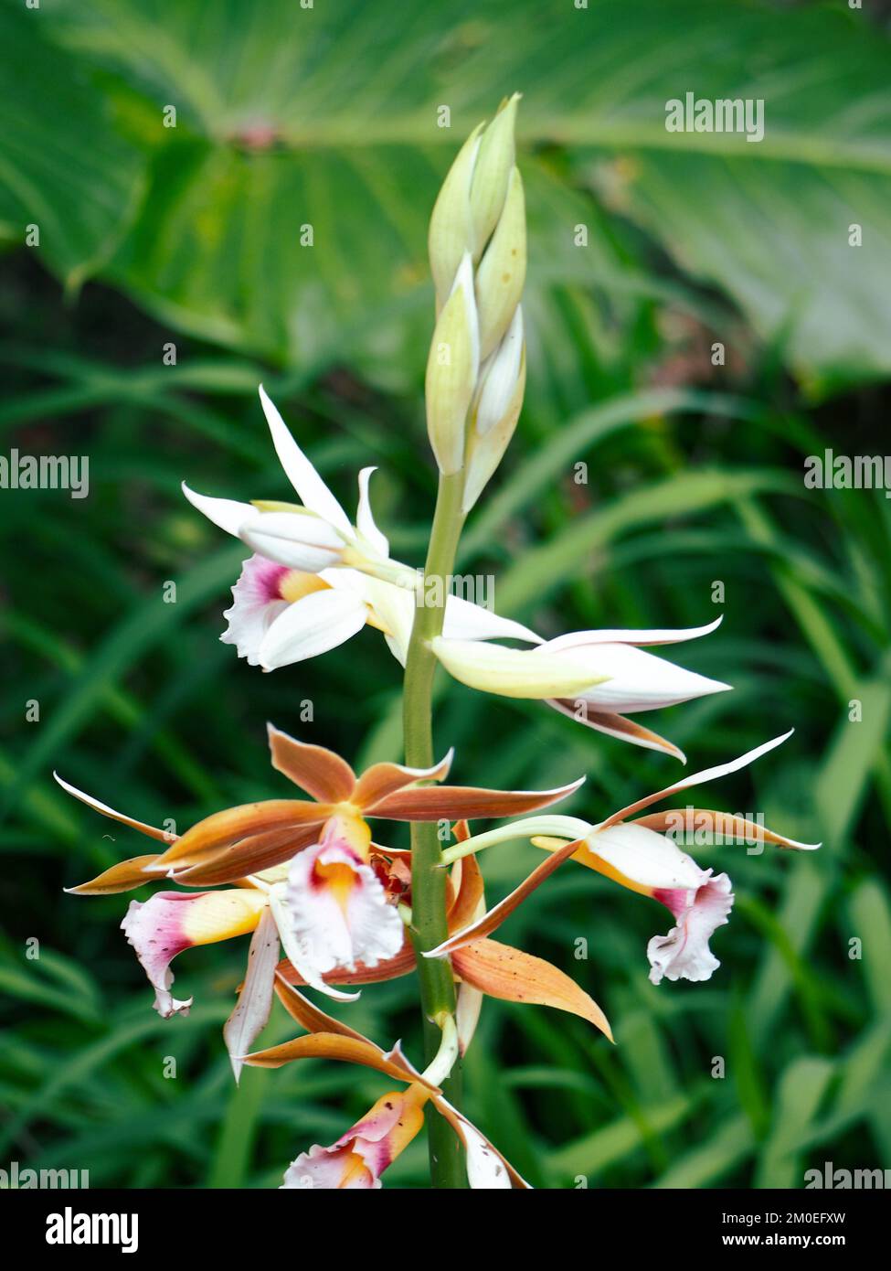 Flowers, beautiful Swamp orchids and buds blooming, Australian coastal garden Stock Photo