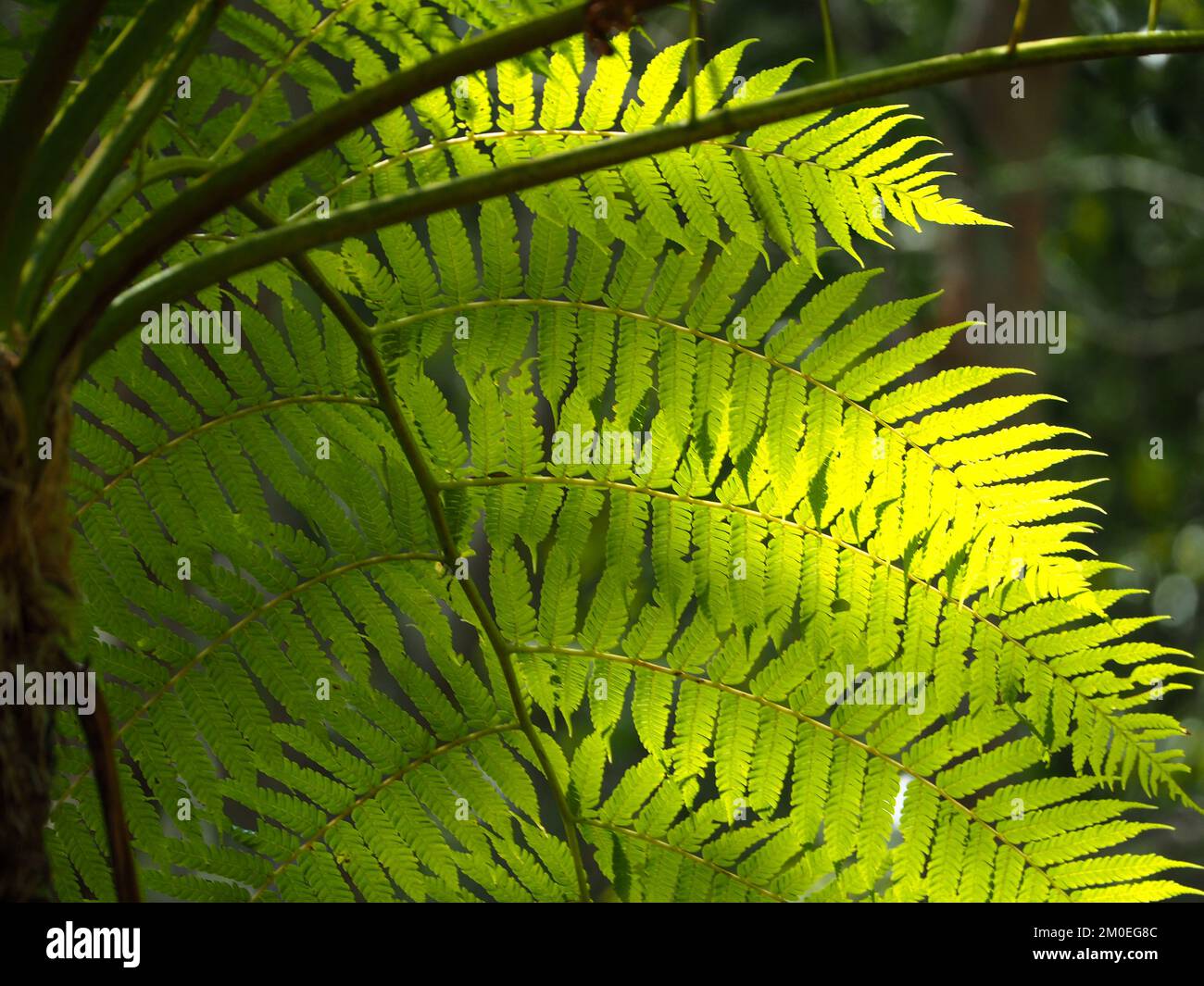 Fern leaves glowing in the sunlight, Australian sub tropical coastal garden, photosynthesis in action Stock Photo