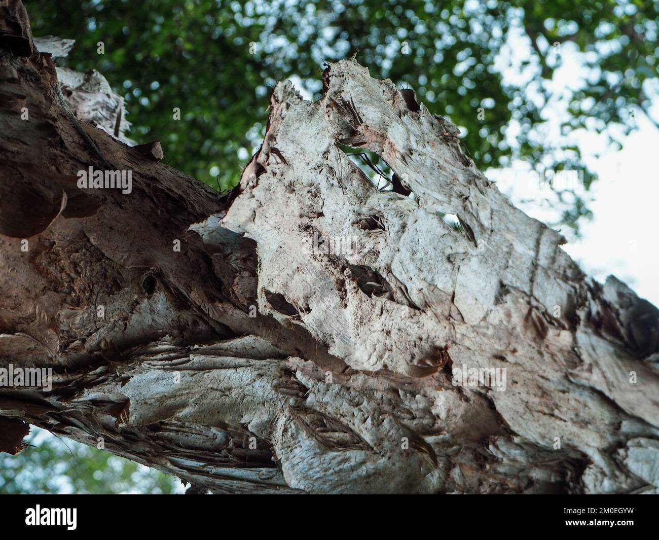 flaky papery bark on a tree trunk, Australia Stock Photo Alamy