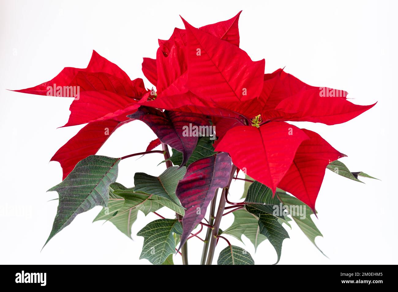 Poinsettias house plant hires stock photography and images Alamy
