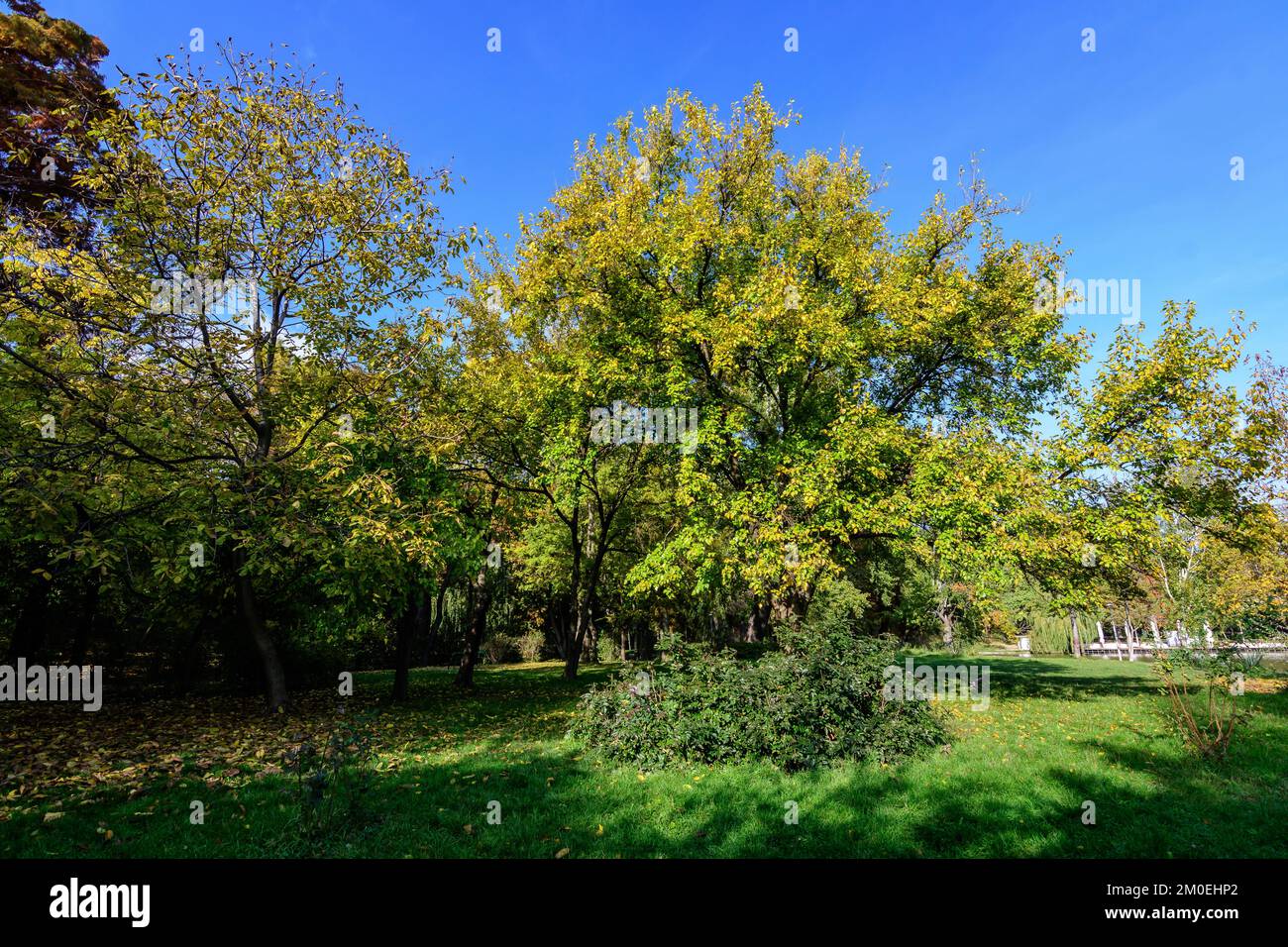 Landscape with green and yellow old large chestnut and oak trees and ...