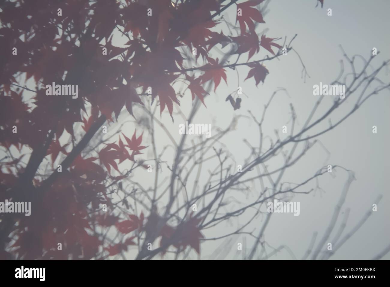 Red leaves on a tree top with the sky as background Stock Photo - Alamy