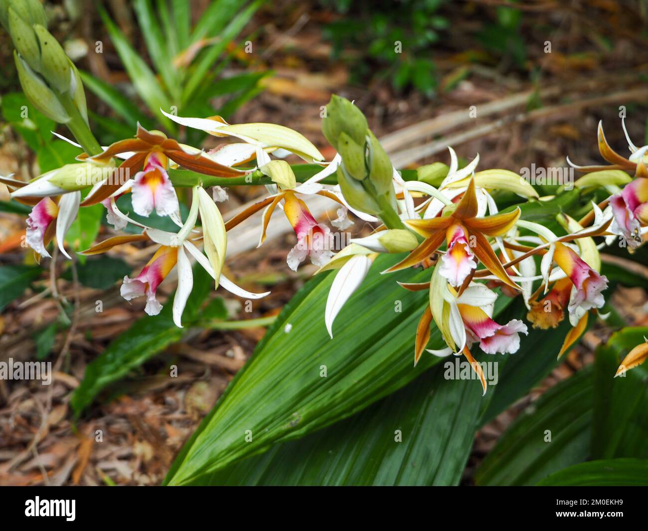 Flowers, a stem of beautiful Swamp orchids, Australian coastal garden Stock Photo