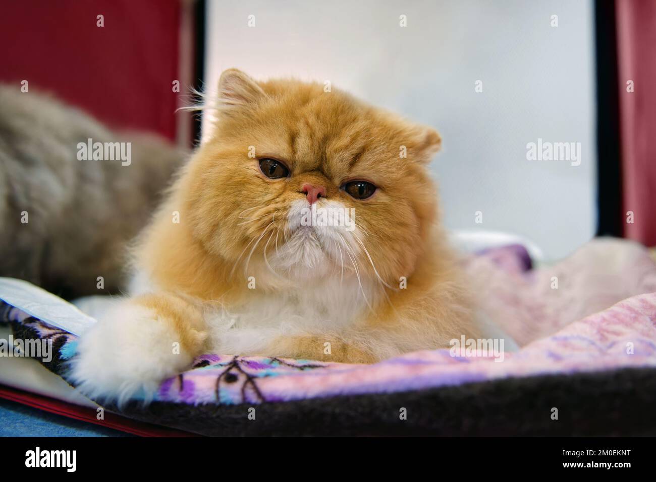 Red persian kittens for sale 2025