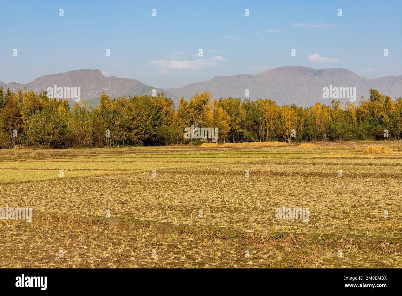 Autumn colour of poplar trees in agriculture field with blue sky ...