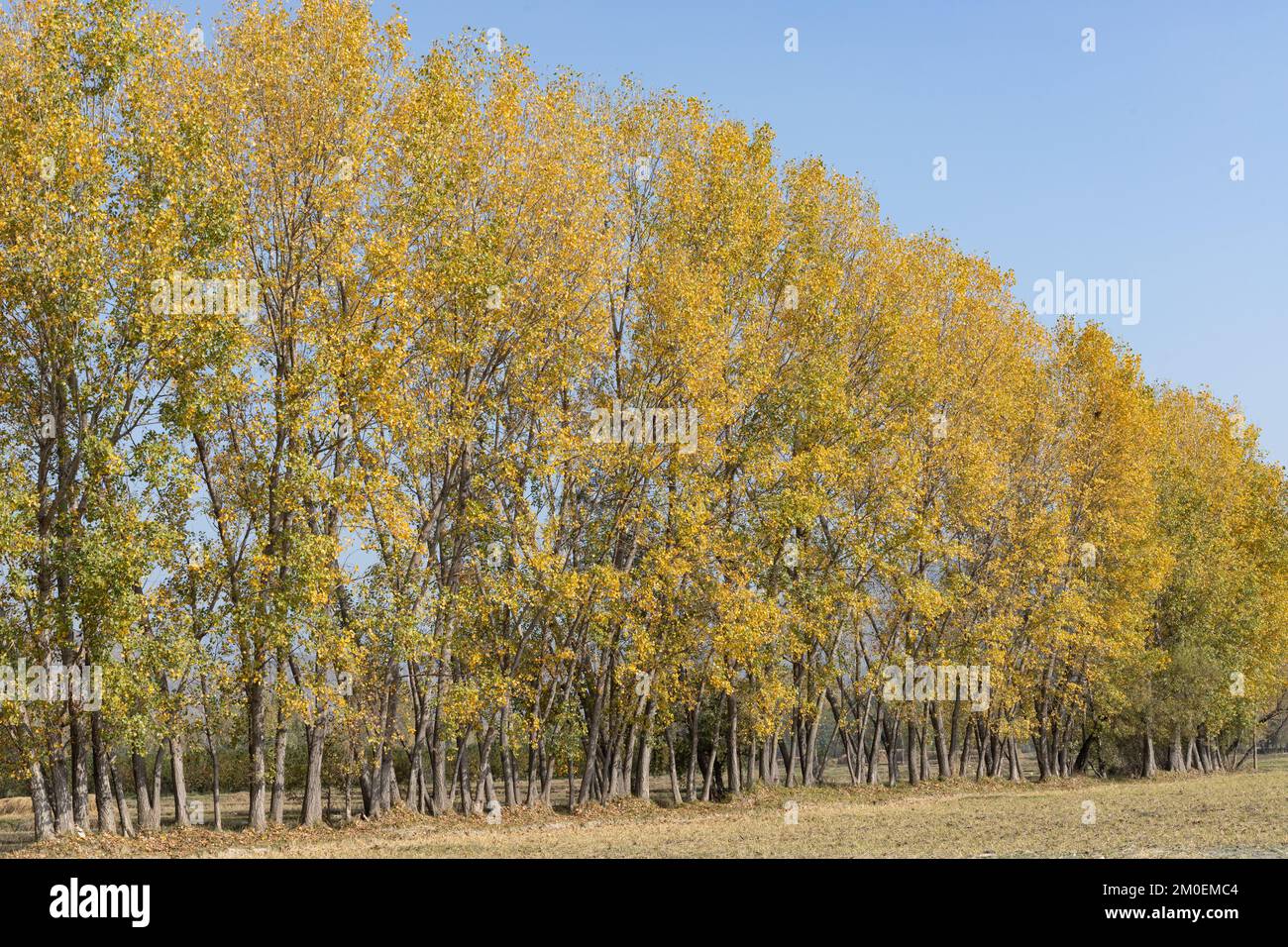 Poplar tree in a row during fall season in the swat valley of Pakistan