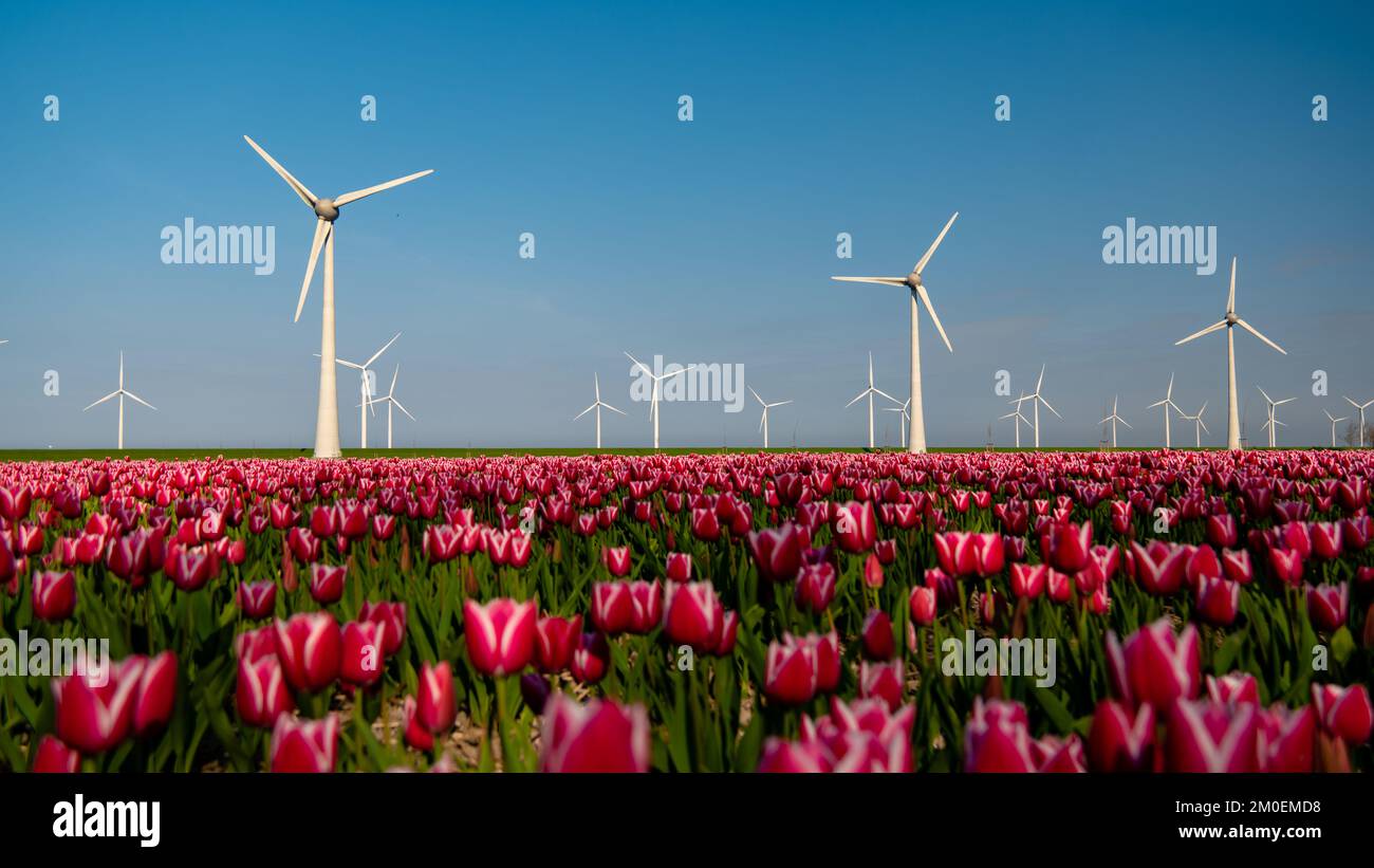 Windmill turbines with a tulip field during Spring season with a blue ...