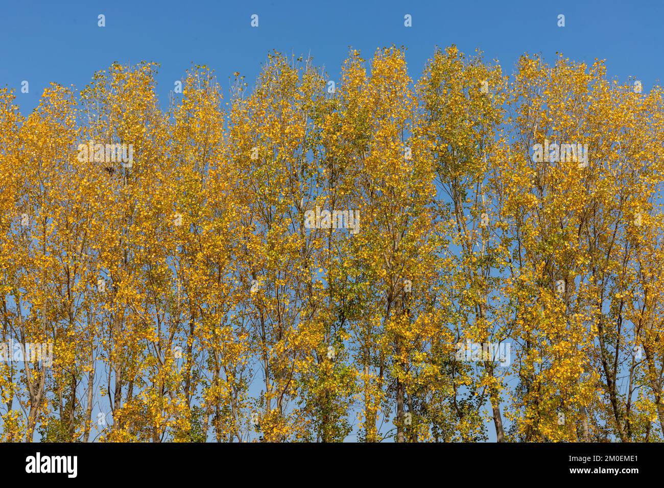 Poplar trees standing tall hi-res stock photography and images - Alamy