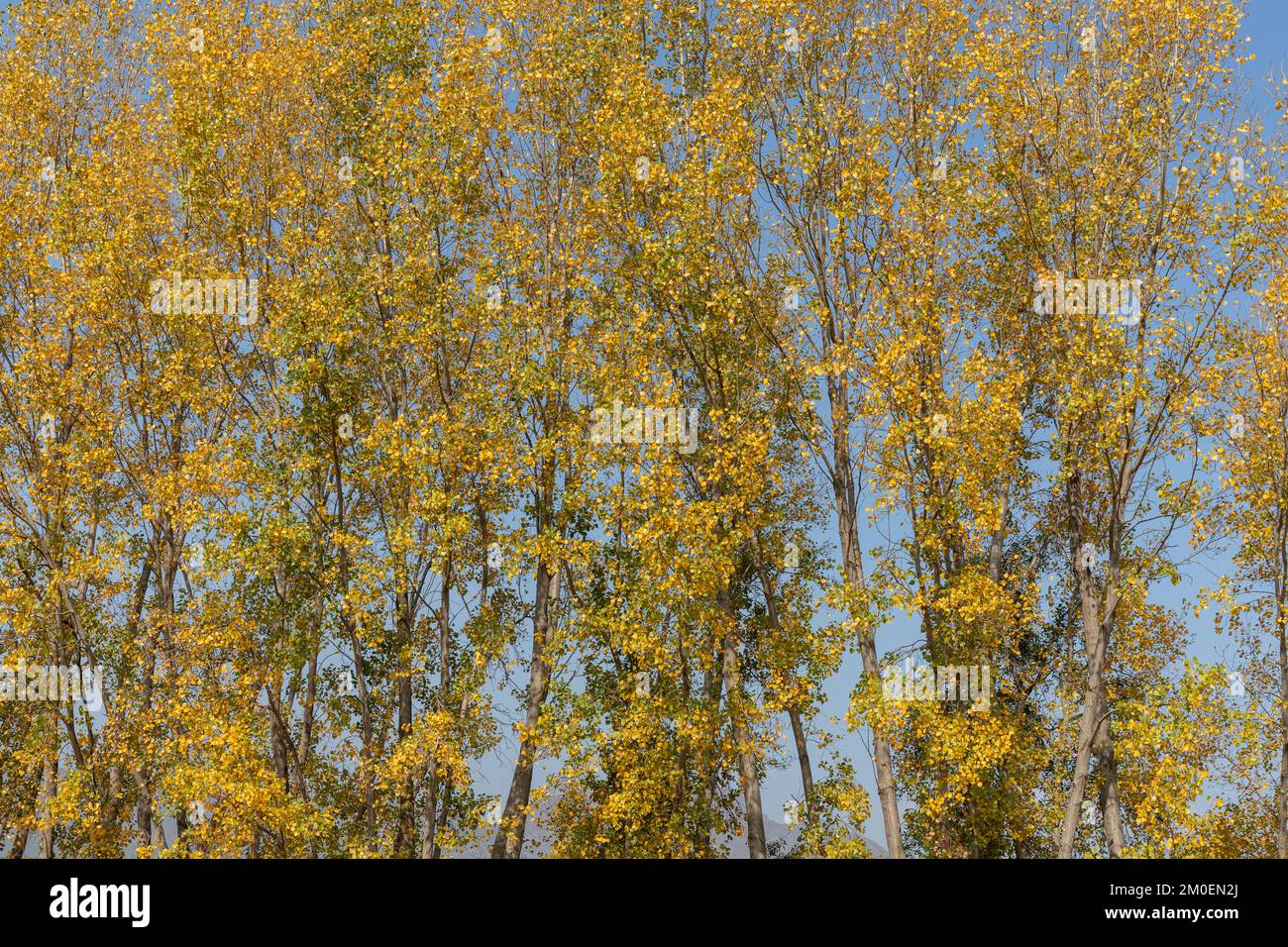 Tall canopy of trees in winter with beautiful foliage Stock Photo