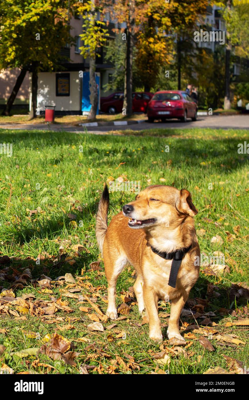 Family with two dogs sitting on green lawn hi-res stock photography and ...