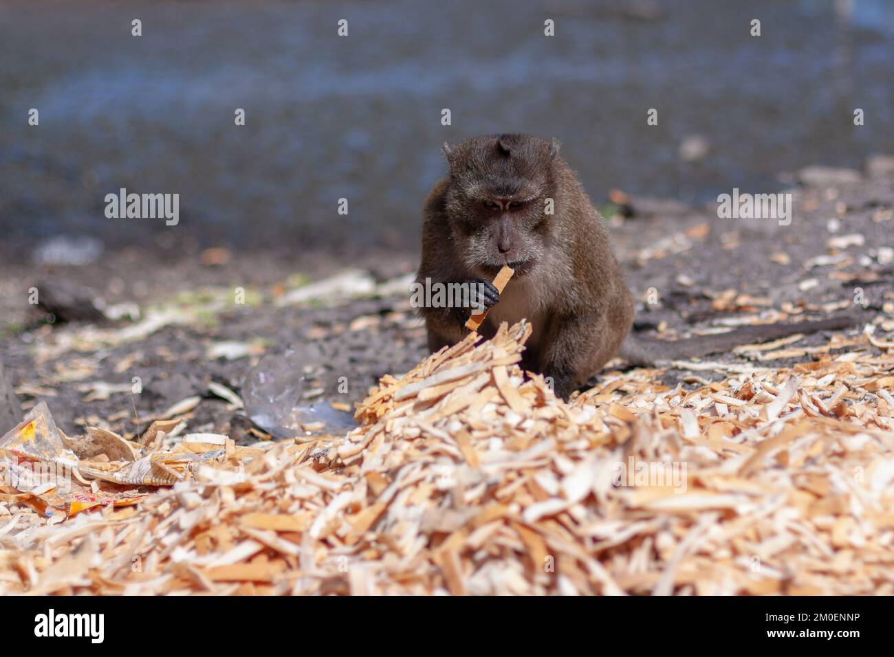 Macaque monkey eats bread crusts from large pile on ground. Selective focus, blurred background. Front view. Horizontal image. Stock Photo
