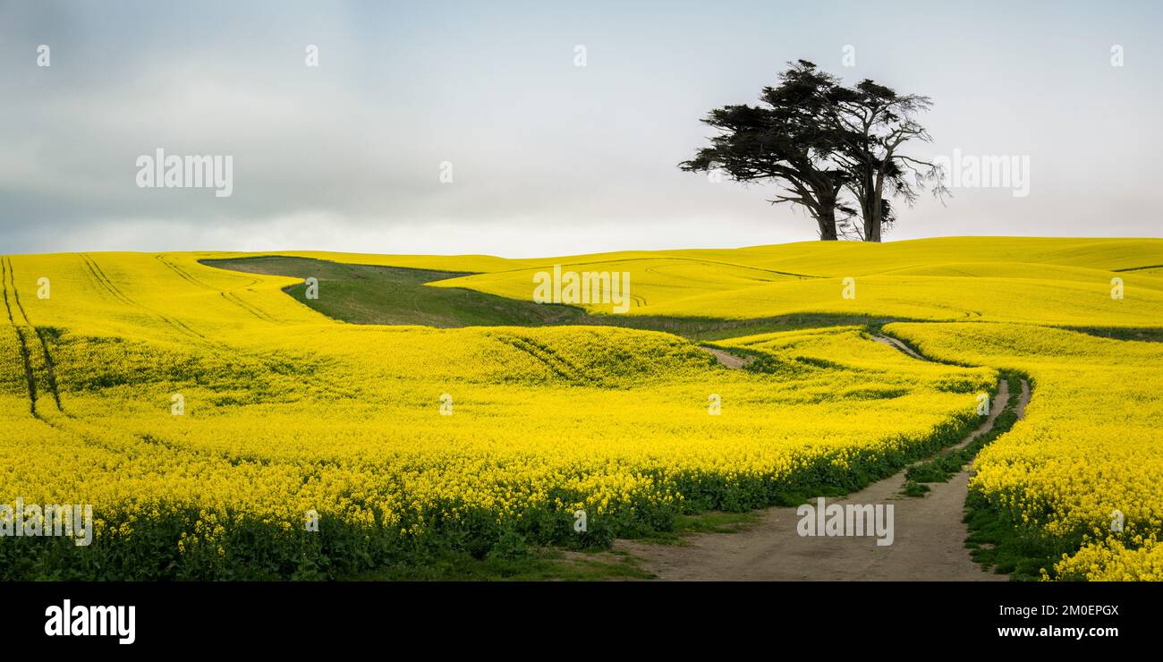 Field of bright yellow canola flowers with big trees on the hilltop. Canterbury, New Zealand. Stock Photo