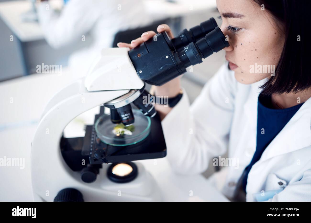 Science, microscope and botanist with Petri dish analyzing plant sample for biological breakthrough. Laboratory, biologist and natural ecologist Stock Photo