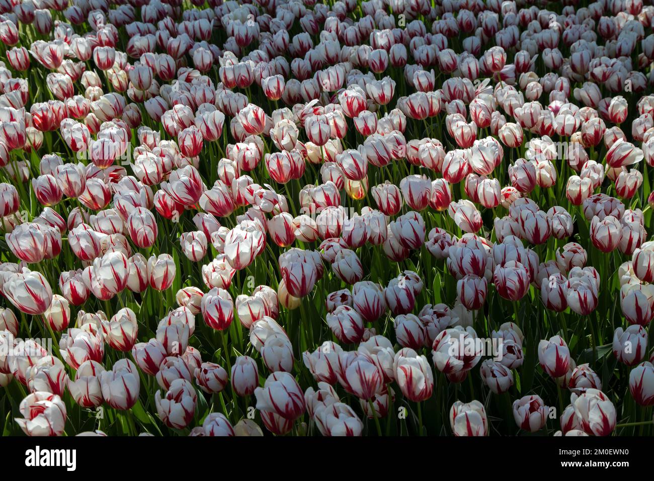 Beautiful many white and red patterned tulips, top view Stock Photo
