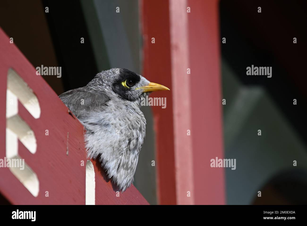Plump looking noisy miner bird, manorina melanocephala, as it rests while sitting atop a wooden sign Stock Photo
