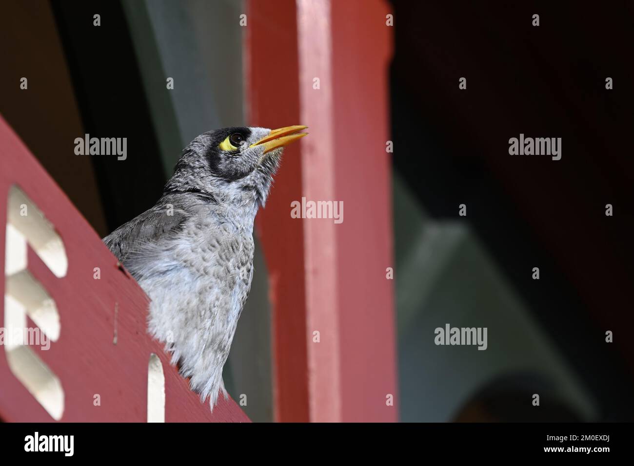 Little noisy miner bird, manorina melanocephala, with its beak open and head raised as it chirps while perched atop a wooden sign Stock Photo