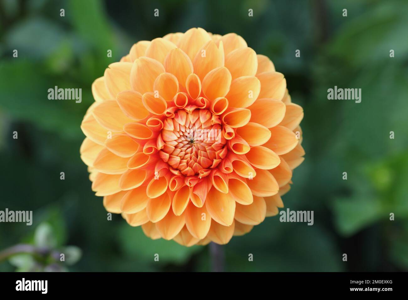 The dahlia (Dahlia), is a genus of flowering plants in the sunflower ...