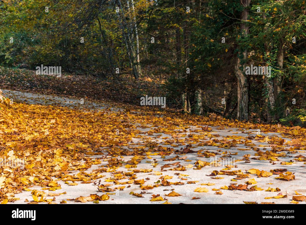 The yellow autumn leaves fallen on the ground in the park Stock Photo ...