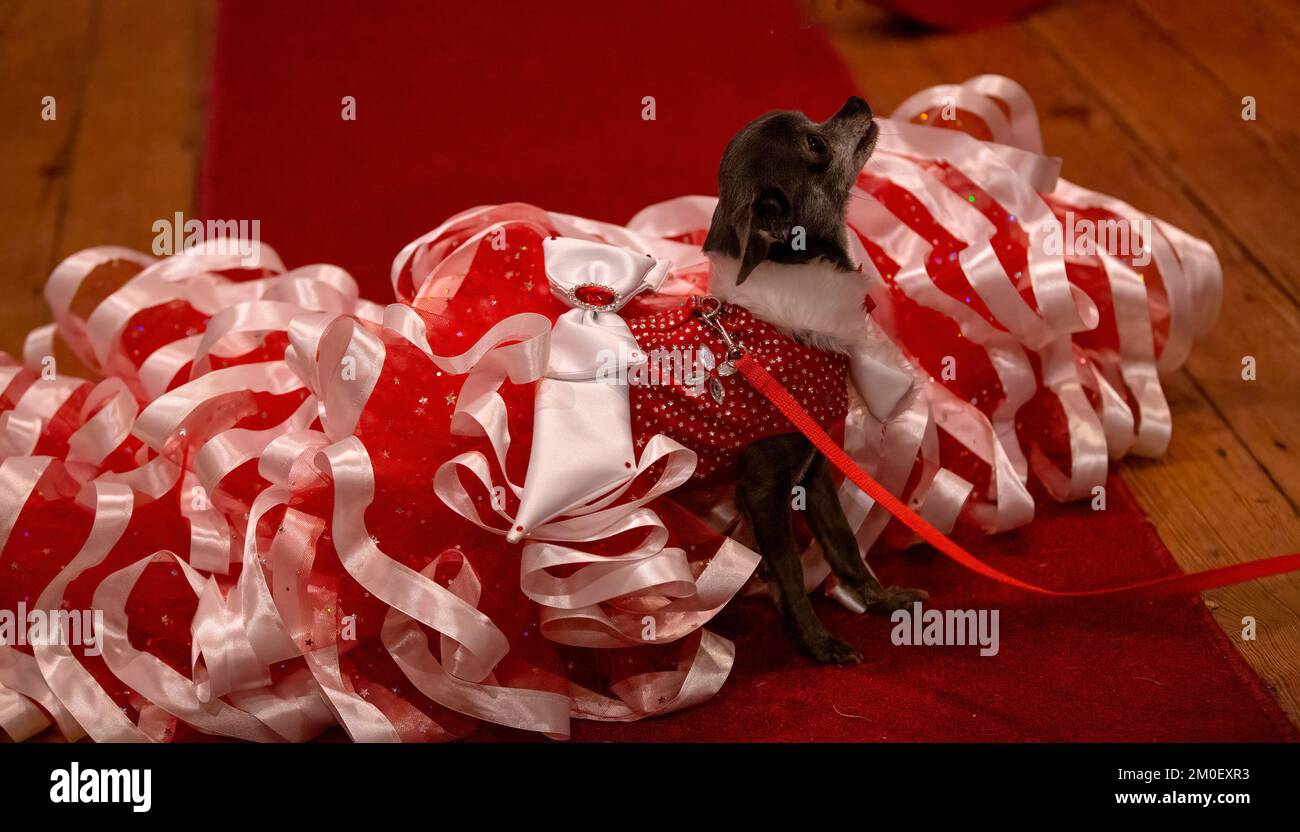 Coco the Chihuahua, wearing a huge red dress, struts her stuff on the red carpet at the 2022 Chihuahua Christmas party Stock Photo
