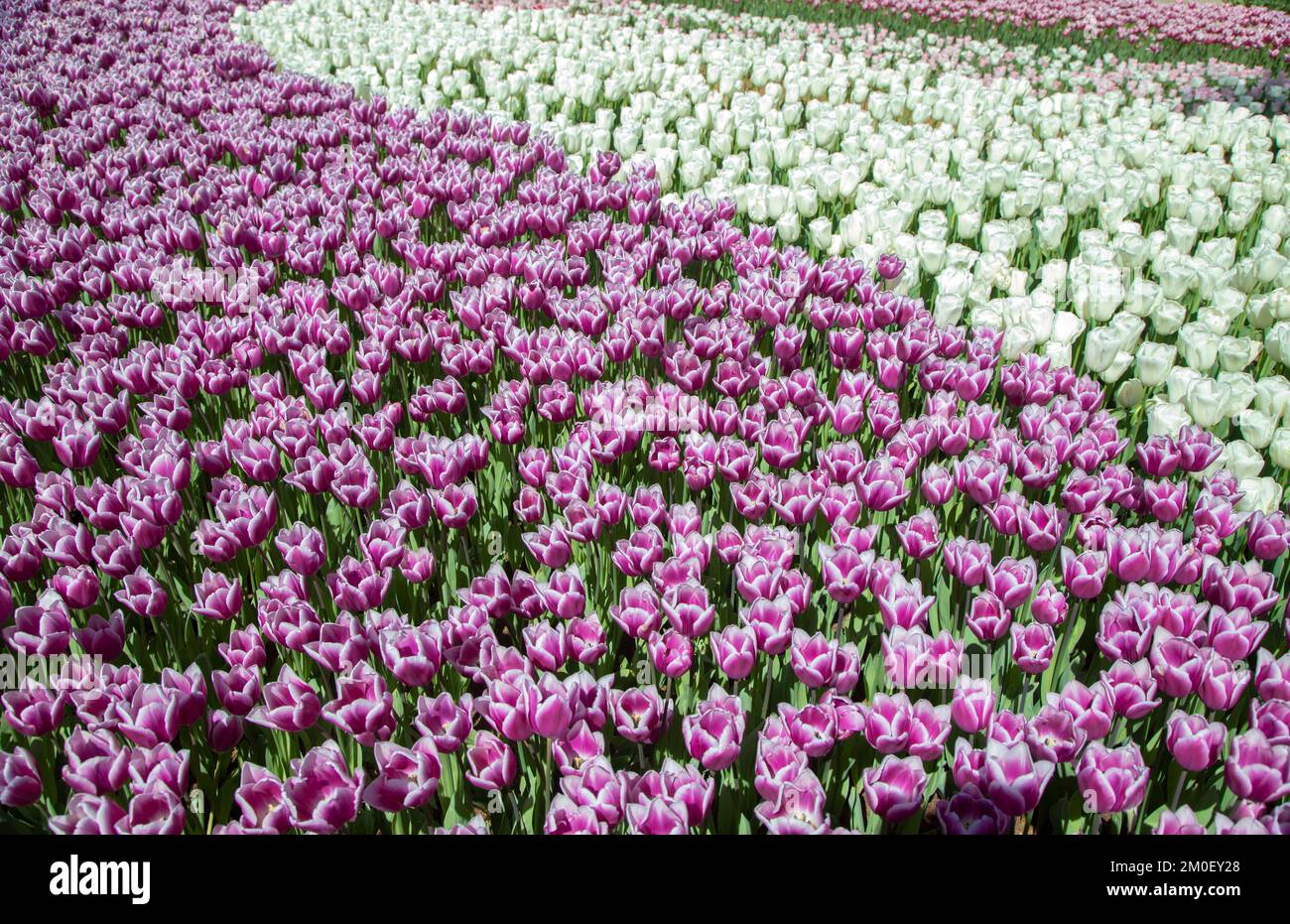 Many purple and white tulips in garden Stock Photo