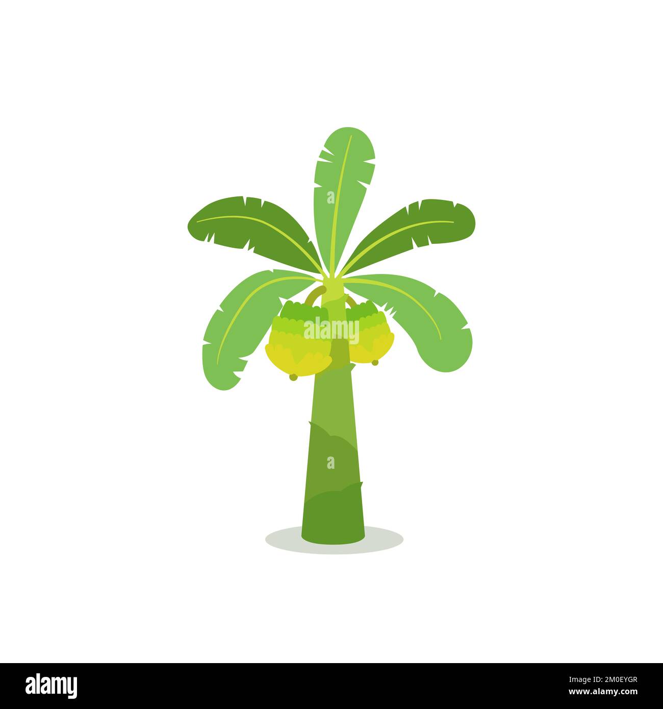 Banana tree with fruit flat vector illustration.Tropical tree concept Stock Vector