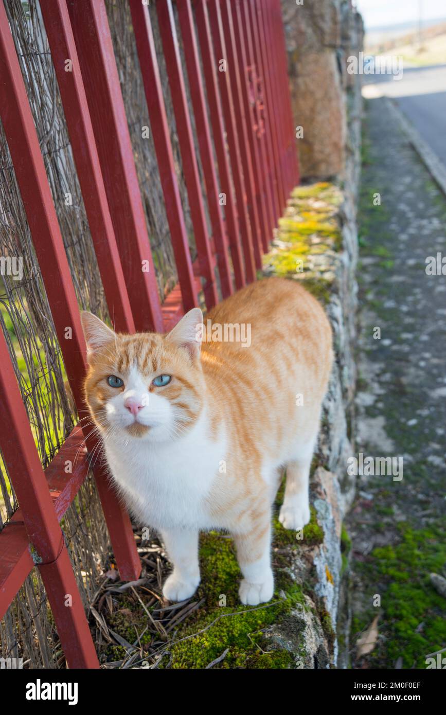 Tabby and white cat Stock Photo Alamy