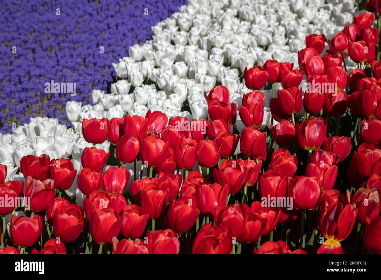 Red white tulips and purple hyacinth flowers Stock Photo