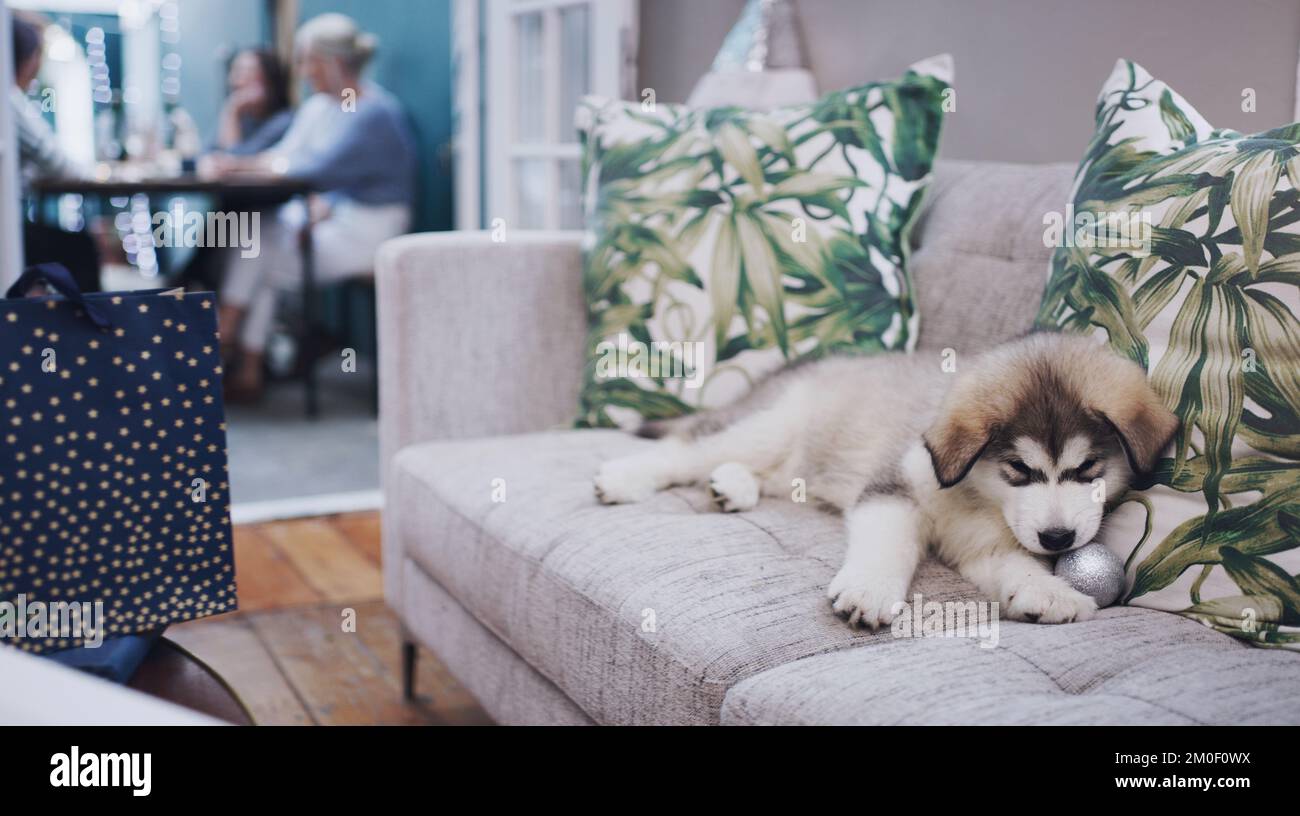 How Do I Stop My Puppy From Eating The Couch