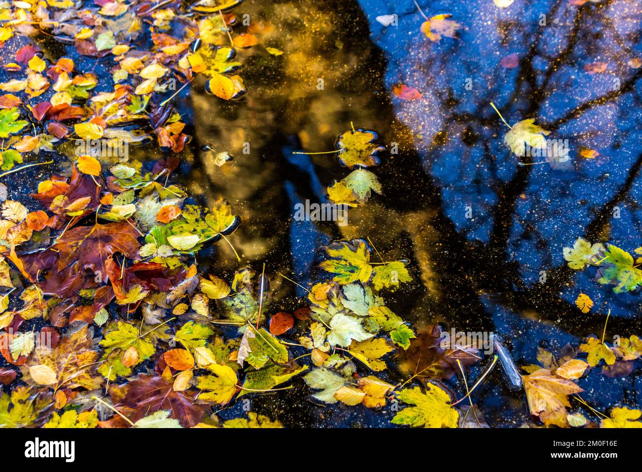 Leaves in puddle hi-res stock photography and images - Alamy