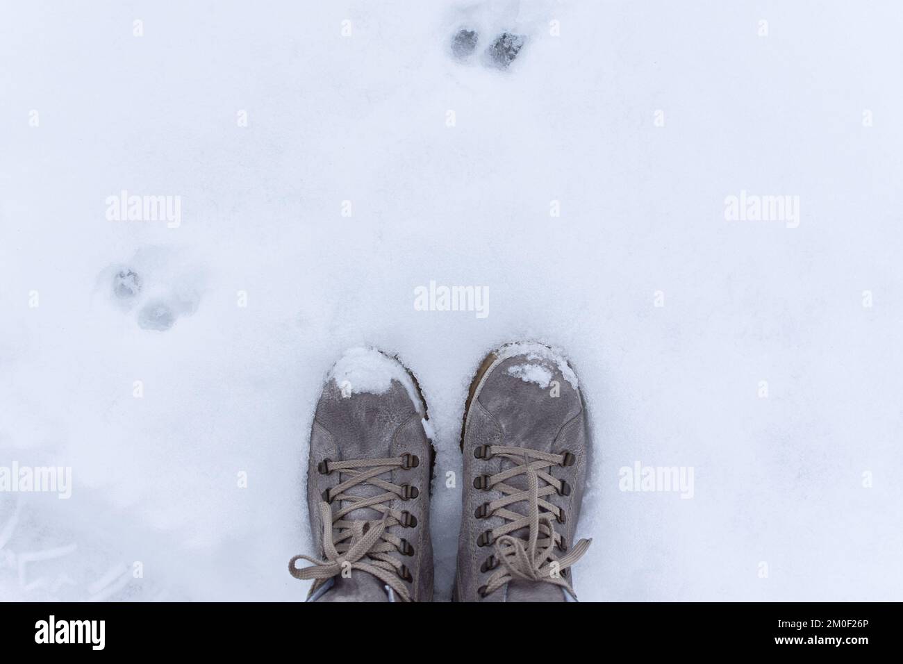 Feet snow top view. Winter gray boots stand on white snow. Textured background. Women's suit black pants and boots for walking, hiking, trekking. The Stock Photo
