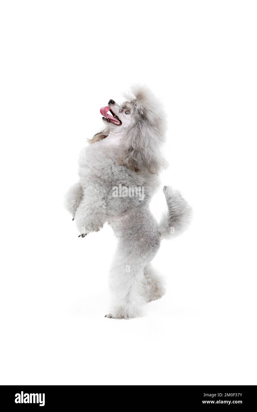 Portrait of cute purebred poodle posing, standing on hind legs isolated