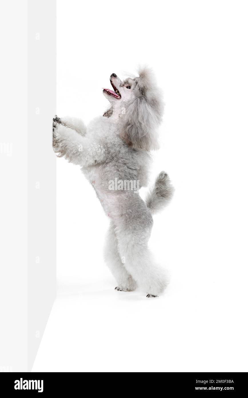 Portrait of cute purebred poodle posing, standing on hind legs and