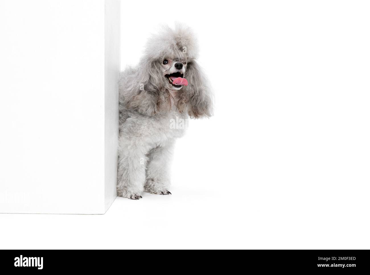 Portrait of charming, grey, purebred poodle posing, peeking out corner
