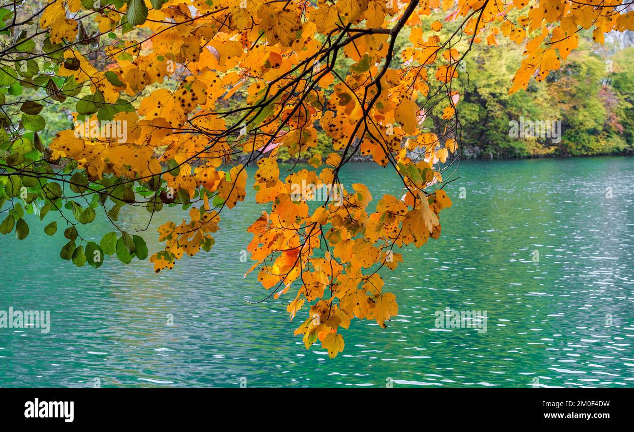 An autumn tree with bright yellow leaves against a blue lake at ...